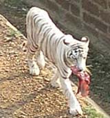 ナンダンカナン動物園　ホワイトタイガー