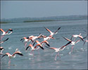 チリカ湖に集まってくる渡り鳥